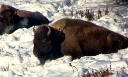 The Sounds of Yellowstone