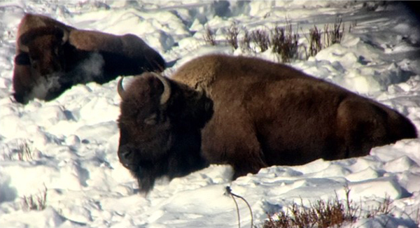 Wild Bison in Yellostone National Park