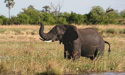 Elephant Grand Central Station | Olaf’s Corner