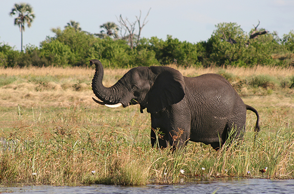 Elephant in Botswana