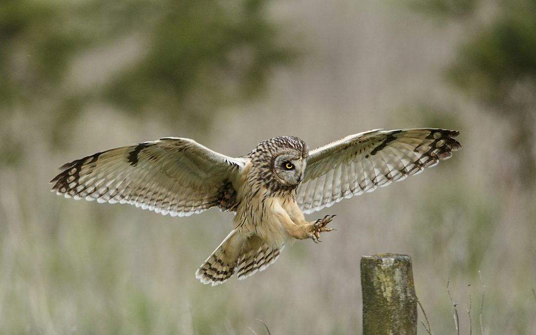 Wildlife Photo of the Week: Landing Gear Down