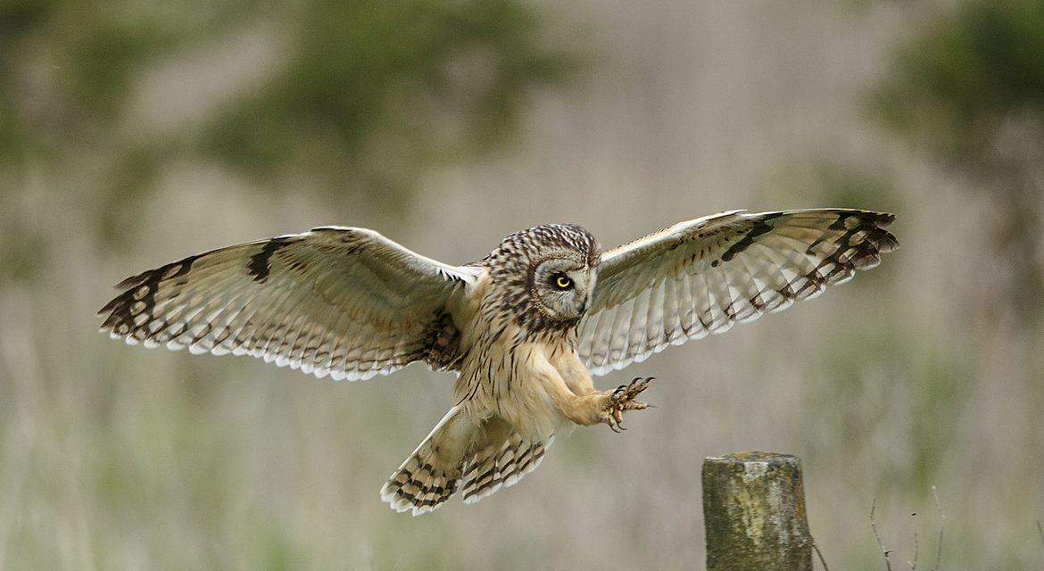Wildlife Photo of the Week: Landing Gear Down
