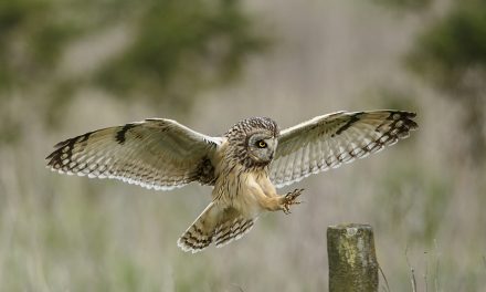 Wildlife Photo of the Week: Landing Gear Down