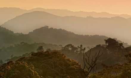 The Secrets Behind Rwanda’s Conservation Comeback
