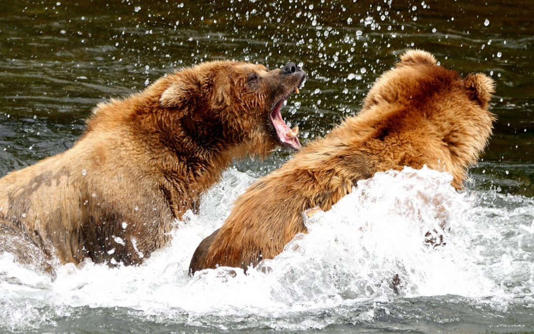 Wildlife Photo of the Week: My Territory, Buddy