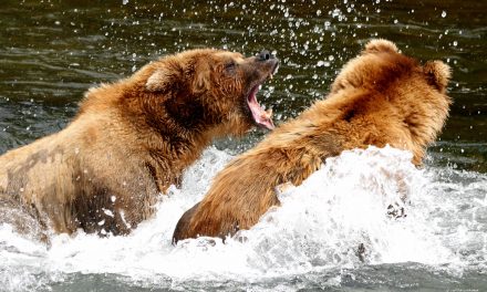 Wildlife Photo of the Week: My Territory, Buddy