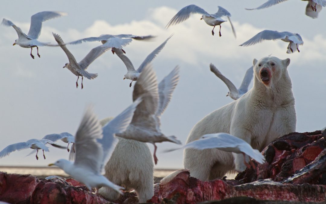 Wildlife Photo of the Week: The Feast