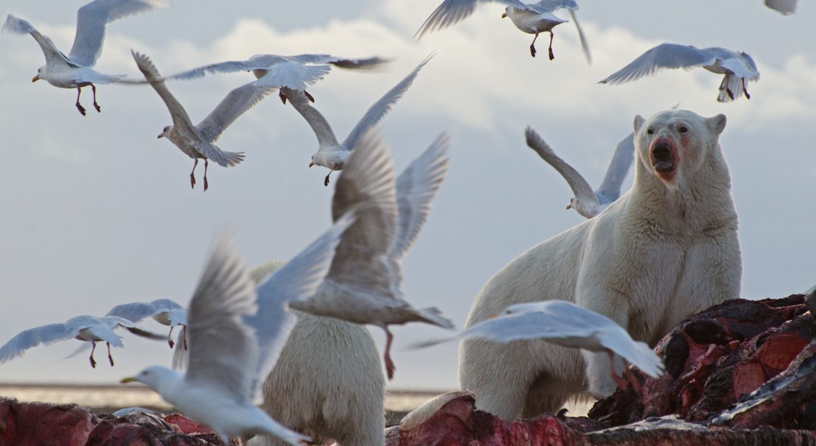 Wildlife Photo of the Week: The Feast