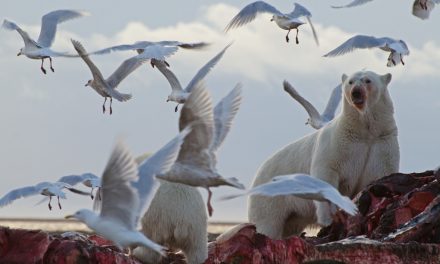 Wildlife Photo of the Week: The Feast