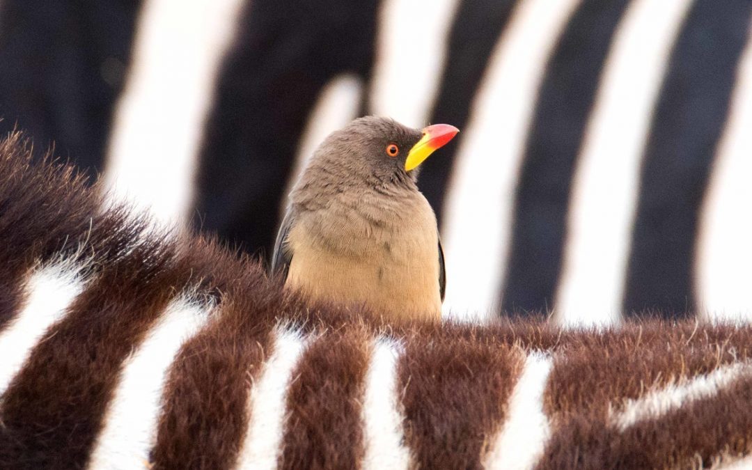 Wildlife Photo of the Week: The Zebra & the Oxpecker