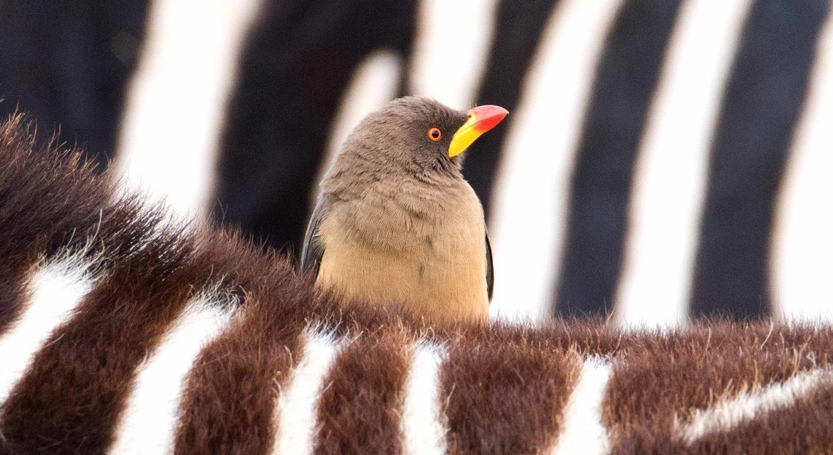 Wildlife Photo of the Week: The Zebra & the Oxpecker