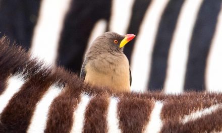 Wildlife Photo of the Week: The Zebra & the Oxpecker