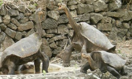Rediscovery of ‘Extinct’ Giant Tortoises in the Galapagos Islands
