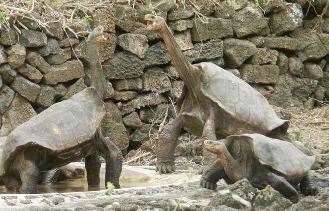 Rediscovery of ‘Extinct’ Giant Tortoises in the Galapagos Islands