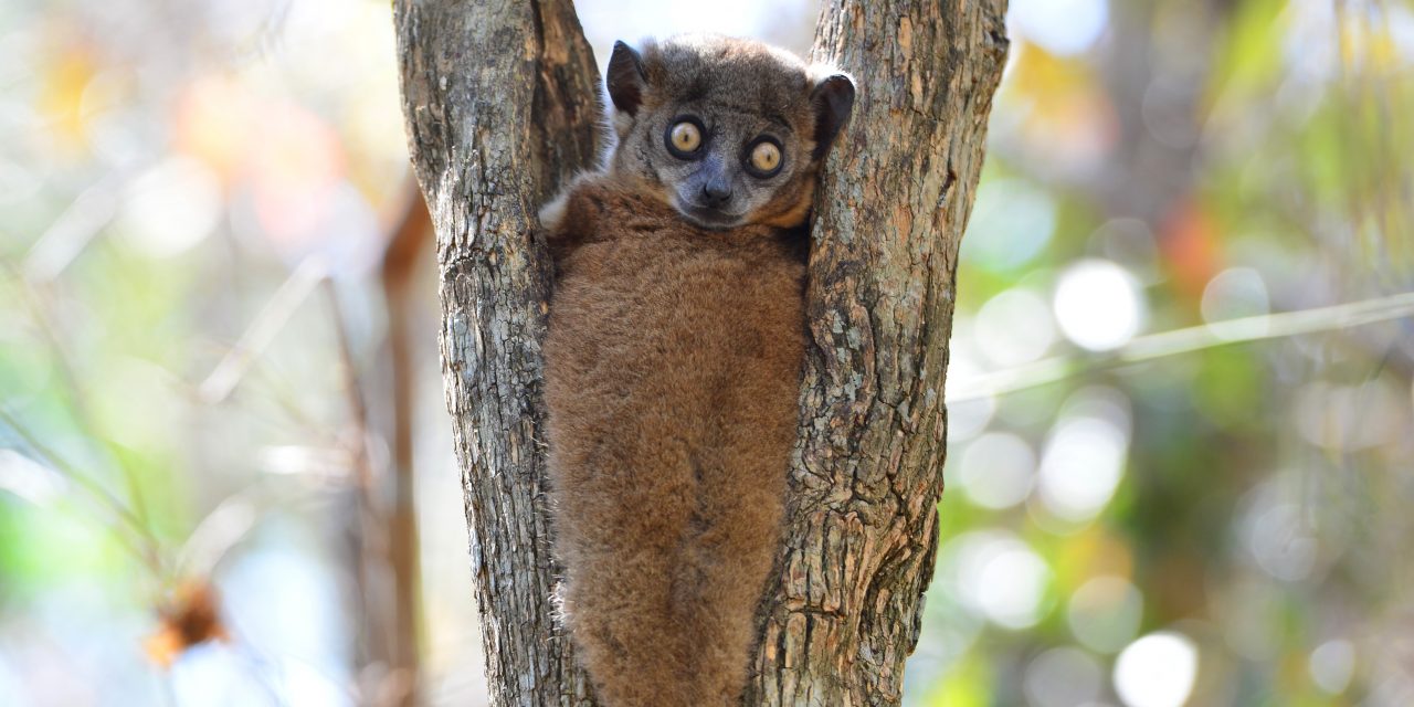 Rare Sights in Madagascar
