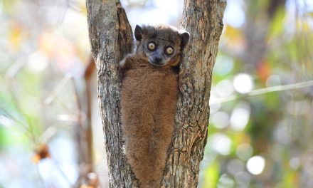 Rare Sights in Madagascar