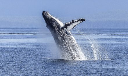 Video: British Columbia Humpbacks May Soon Lose Ocean Quiet