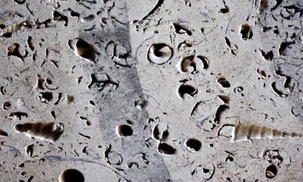 Video: A Bell That “Speaks” for Those That Are Extinct