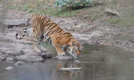 Ranthambore Tigress Machli Dies at the Amazing Age of 19