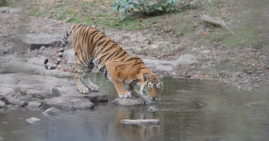 Ranthambore Tigress Machli Dies at the Amazing Age of 19
