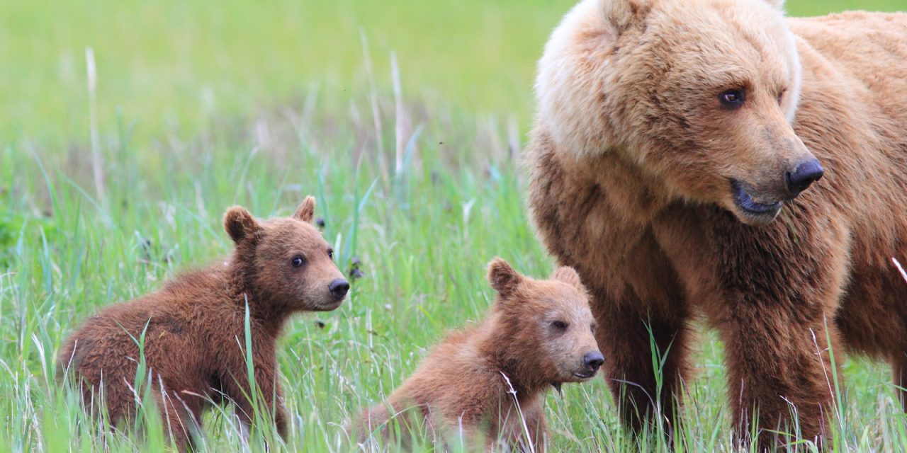 Vote for Our “Alaska Grizzly Guide” Video in the 2016 Adventure in Motion Film Contest