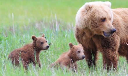 Vote for Our “Alaska Grizzly Guide” Video in the 2016 Adventure in Motion Film Contest