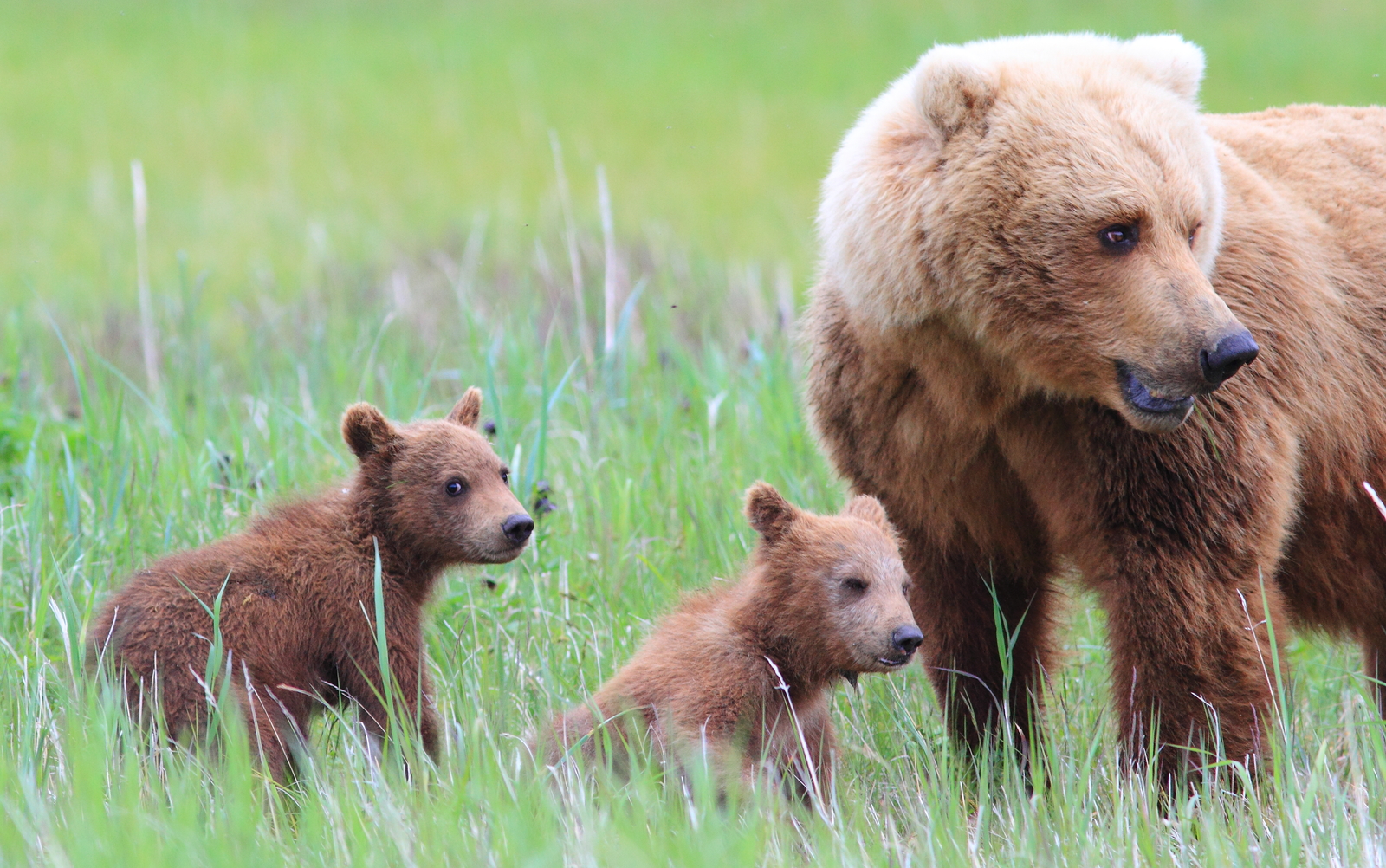 Alaska Grizzly Bears