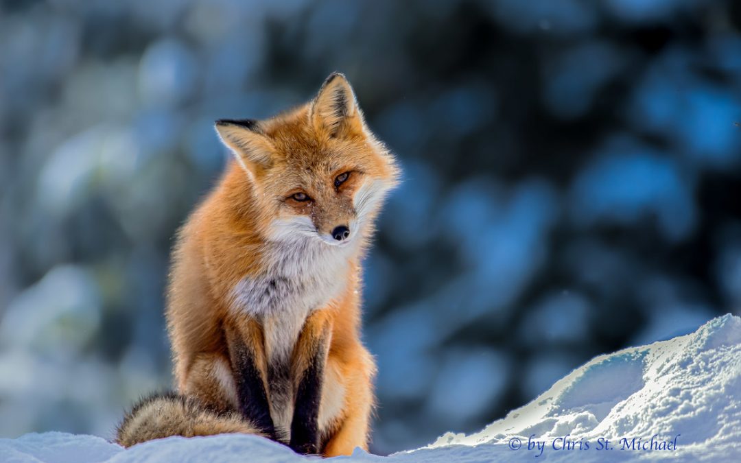 Wildlife Photo of the Week: Curious Red Fox