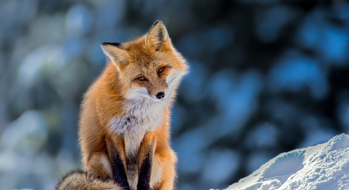 Wildlife Photo of the Week: Curious Red Fox