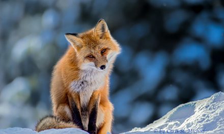 Wildlife Photo of the Week: Curious Red Fox
