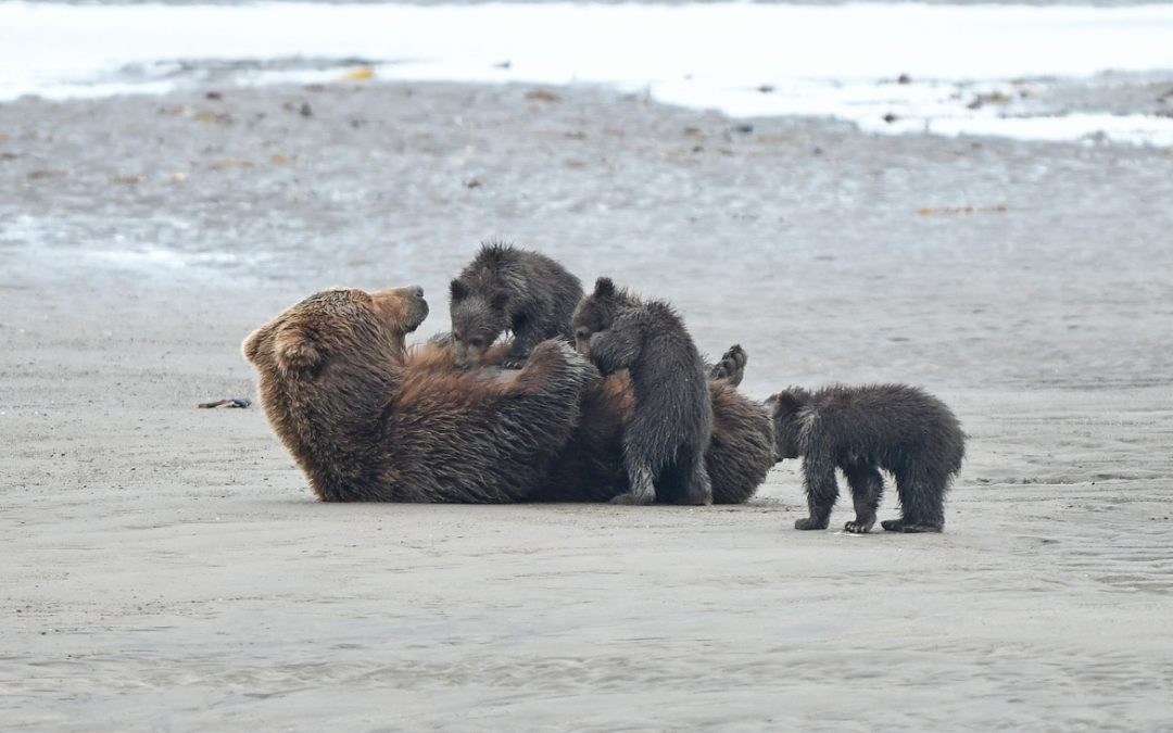 Wildlife Photo of the Week: Lunch on the Beach