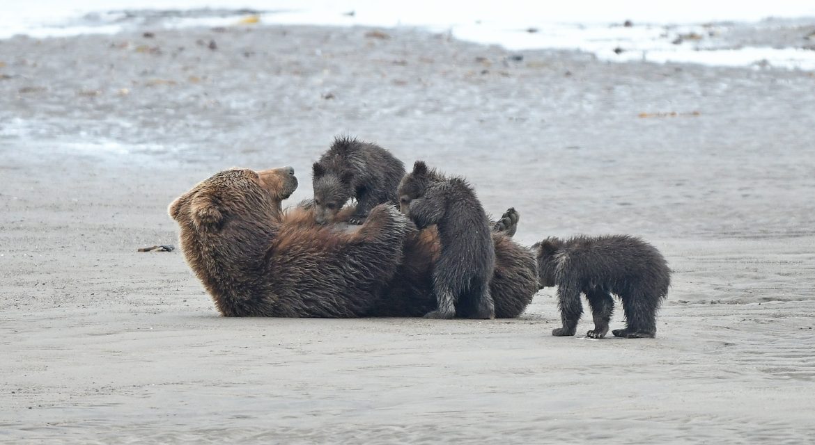 Wildlife Photo of the Week: Lunch on the Beach