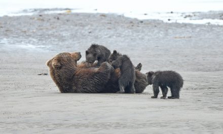 Wildlife Photo of the Week: Lunch on the Beach