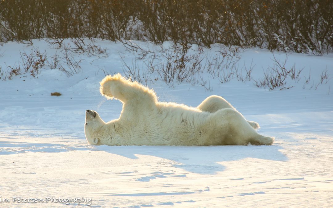 Wildlife Photo of the Week: Praying Bear
