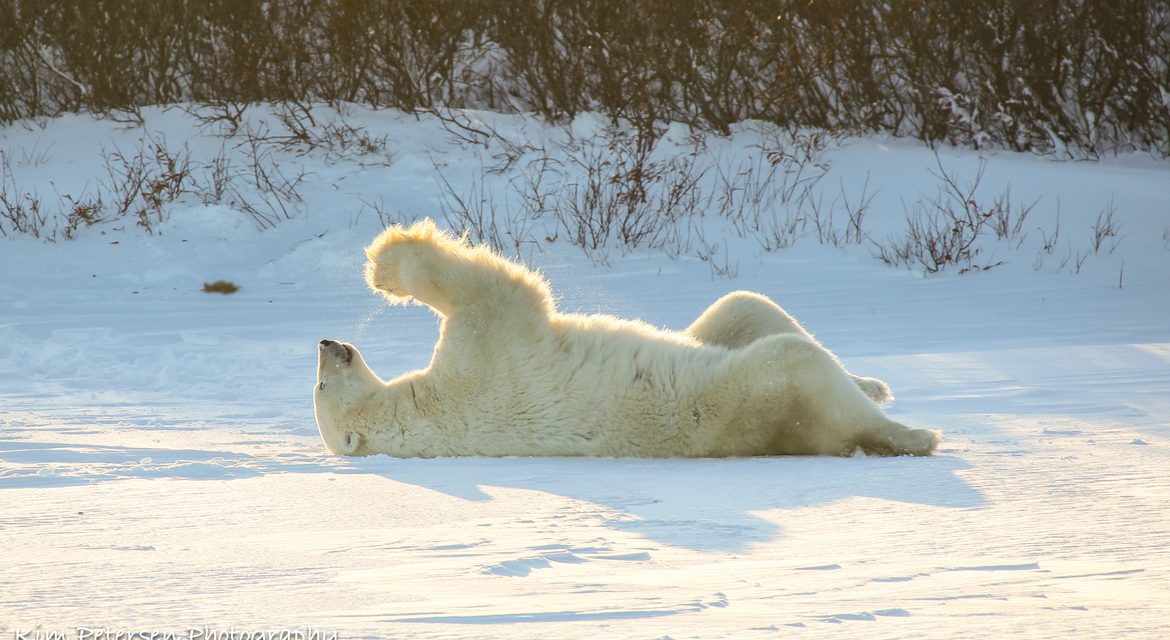Wildlife Photo of the Week: Praying Bear