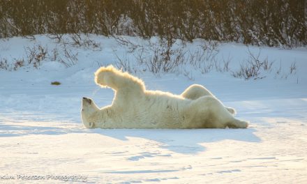 Wildlife Photo of the Week: Praying Bear
