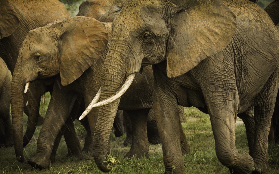 Wildlife Photo of the Week: Walking in the Rain
