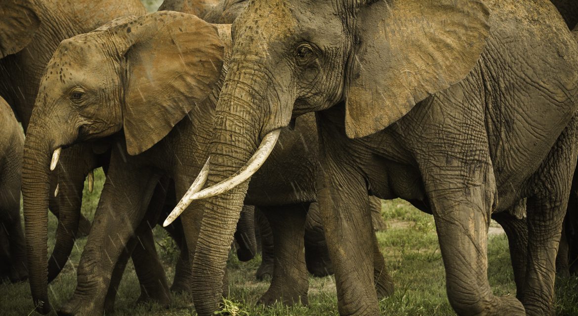 Wildlife Photo of the Week: Walking in the Rain
