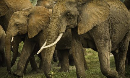 Wildlife Photo of the Week: Walking in the Rain