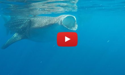 Video: Swimming with Mexico’s Whale Sharks