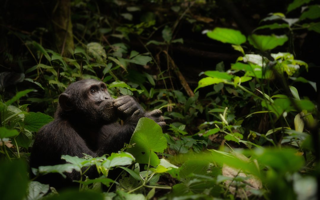 Wildlife Photo of the Week: The Thinker
