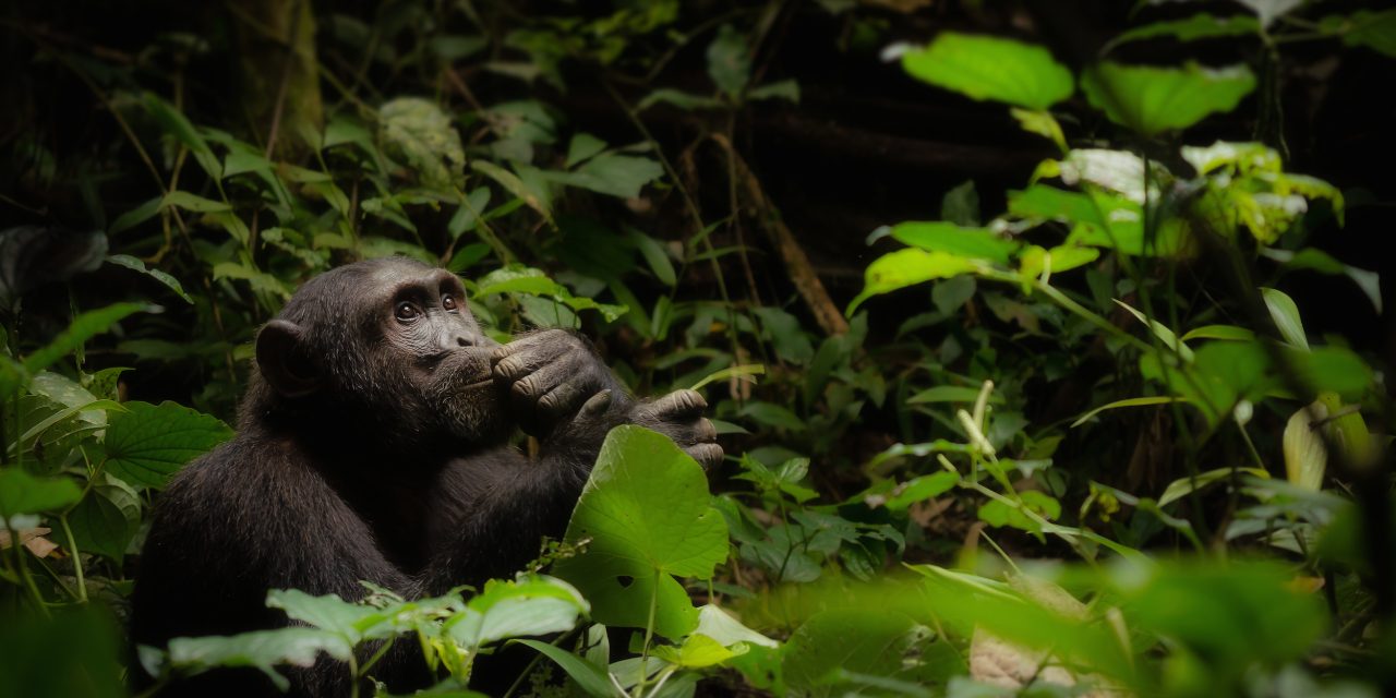 Wildlife Photo of the Week: The Thinker