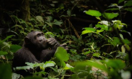 Wildlife Photo of the Week: The Thinker