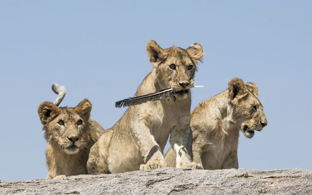 Wildlife Photo of the Week: Cat Toy