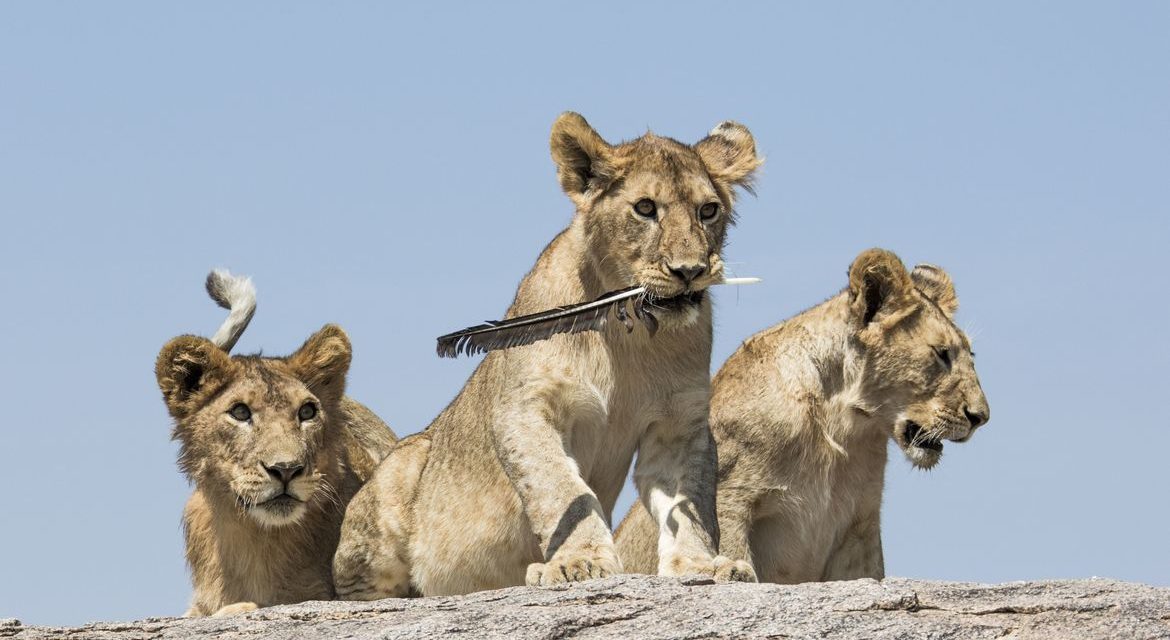 Wildlife Photo of the Week: Cat Toy