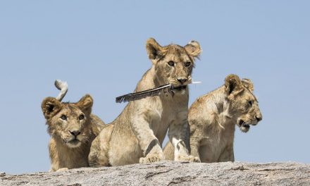 Wildlife Photo of the Week: Cat Toy