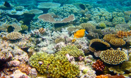 Silencing Science to Benefit Tourism