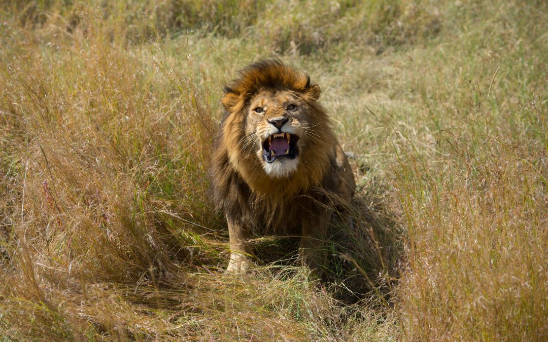 Wildlife Photo of the Week: Roar