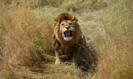 Wildlife Photo of the Week: Roar
