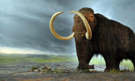 Protecting the Woolly Mammoth to Save Today’s Elephants